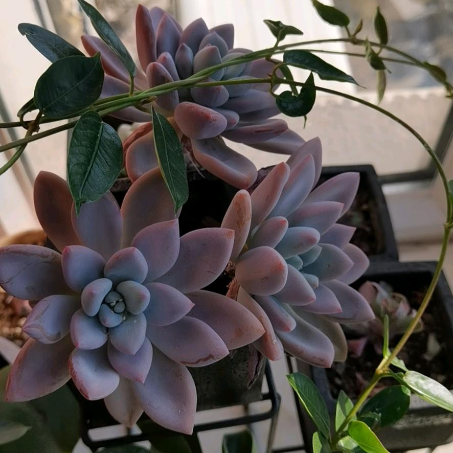 茌平重耳街独一味烧麦馆百姓厨房