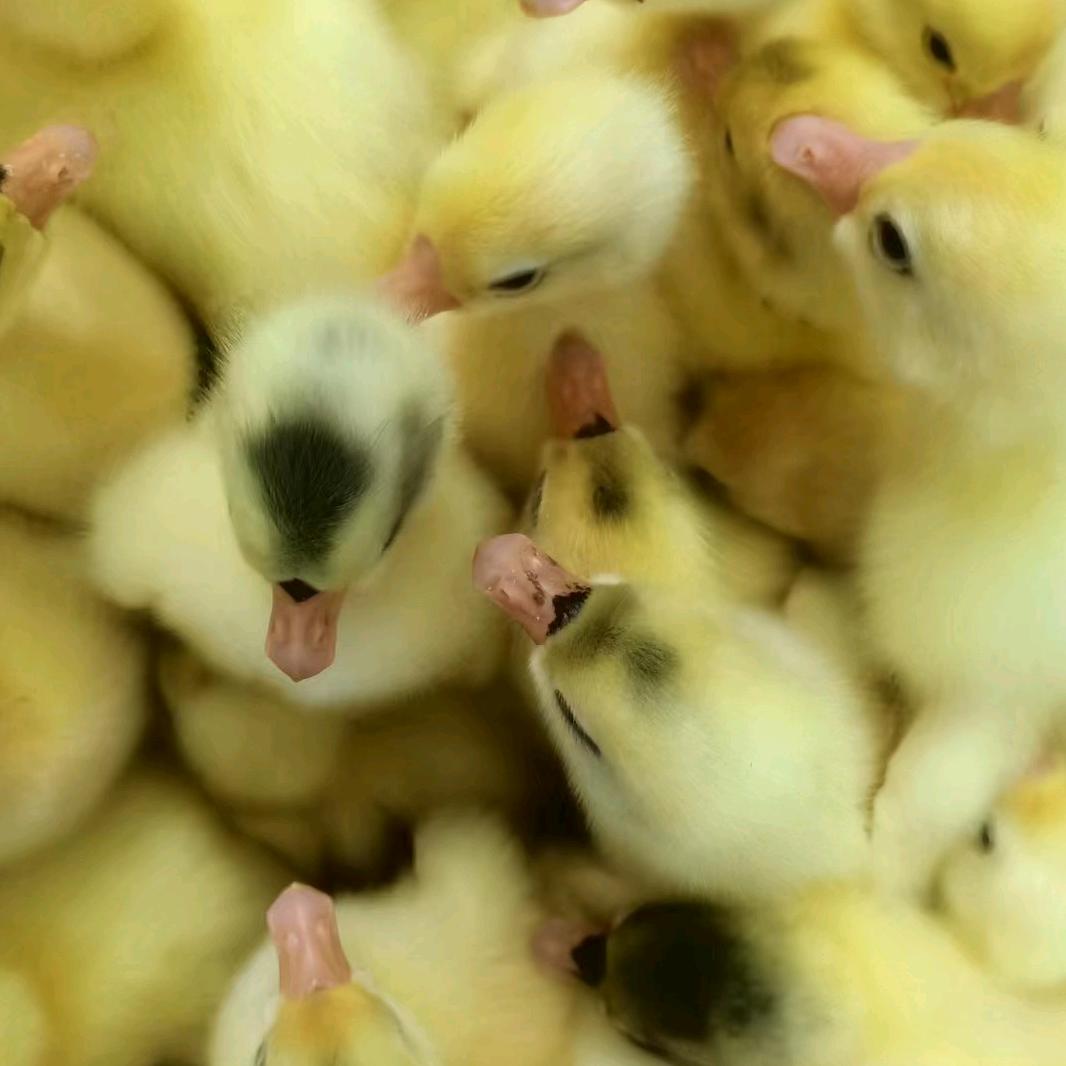 海口龙华毅冉养殖场