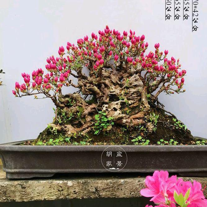 映山红（小海）