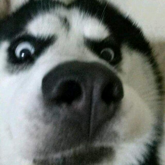 上网的二哈