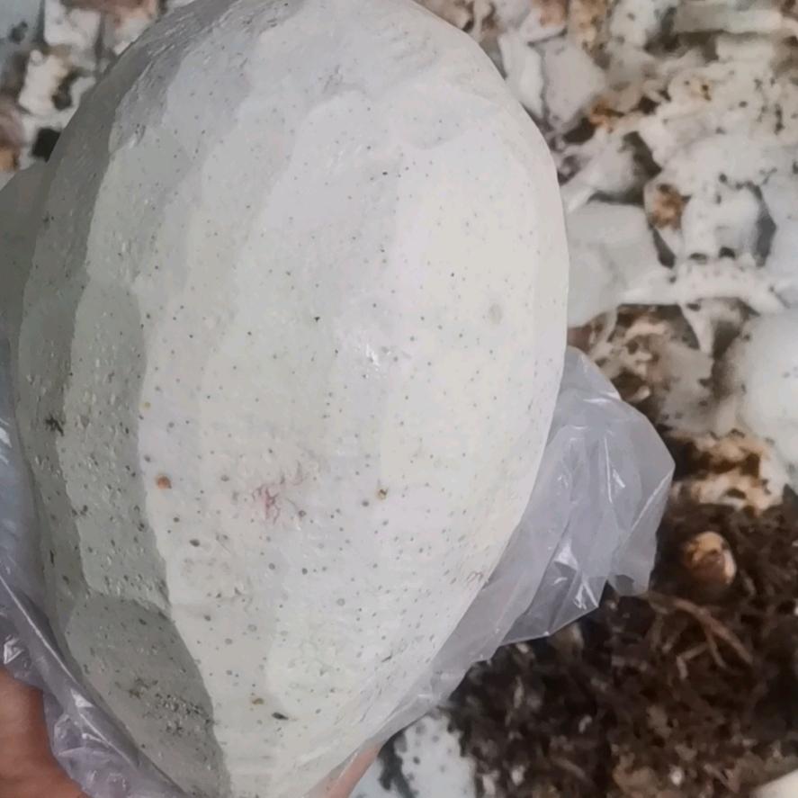 A芋头小弟  王四容