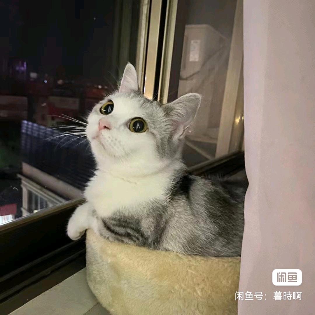 古冰雪