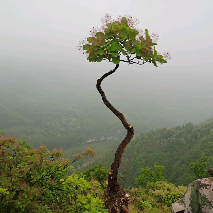 大山盆景