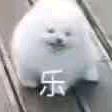 小灰