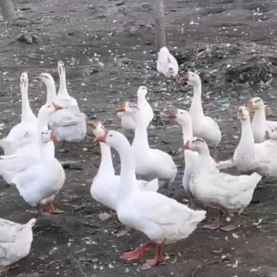 等待，收鹅鸳鸯，鸽子