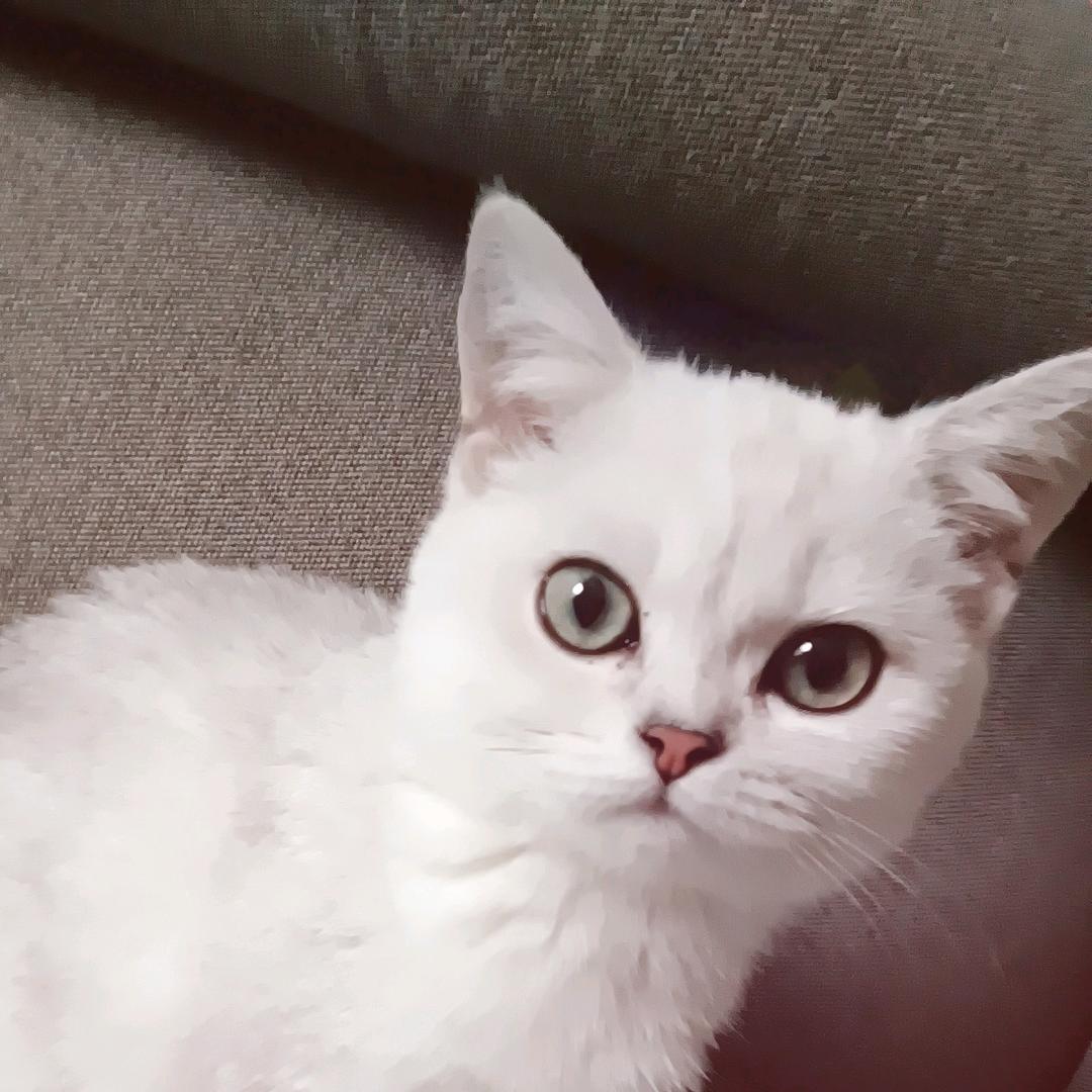 龙女