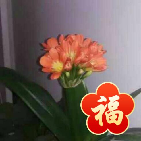 和家欢乐
