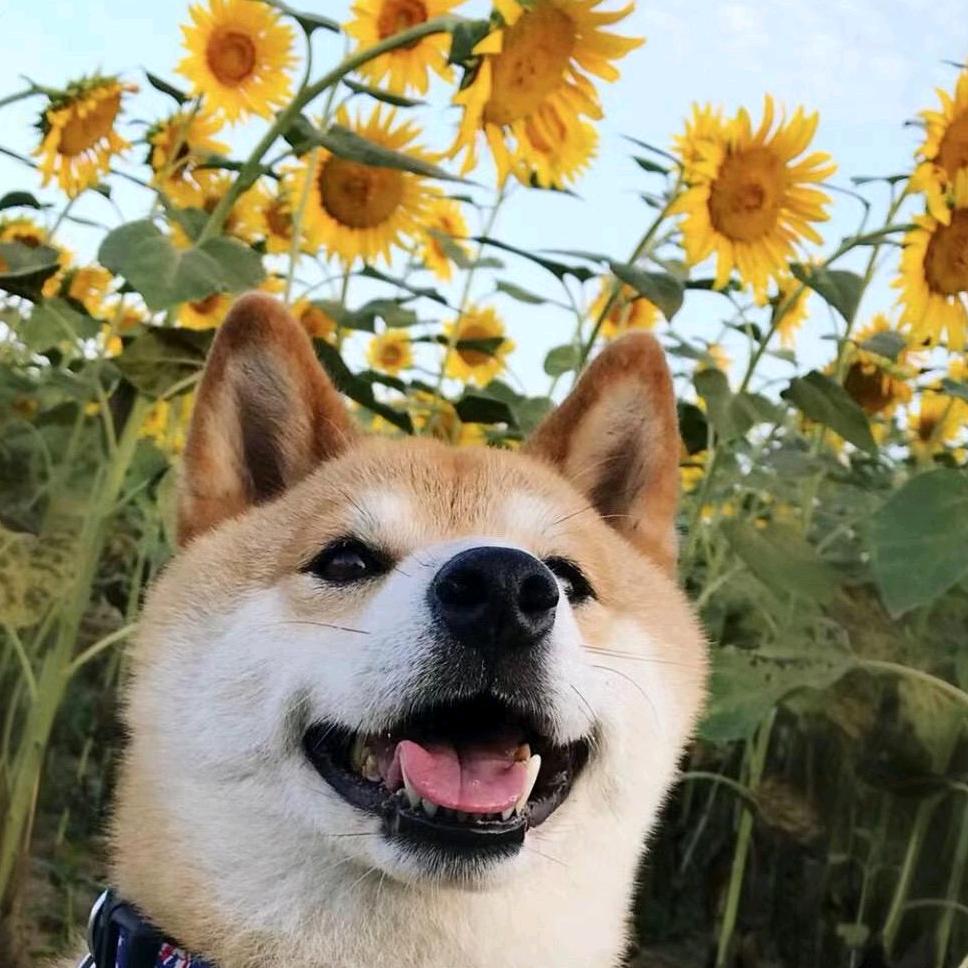伟伟