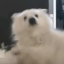 墩墩
