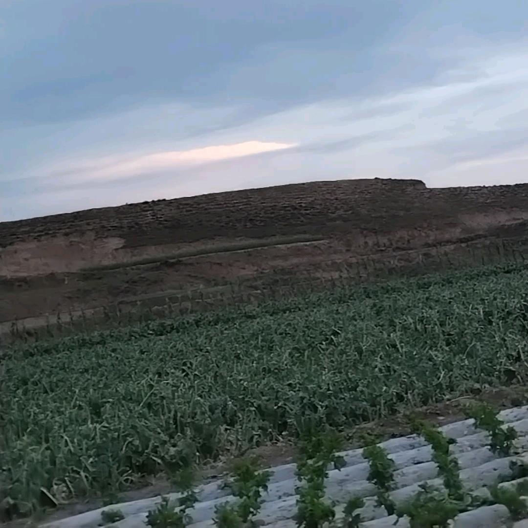 红耳团