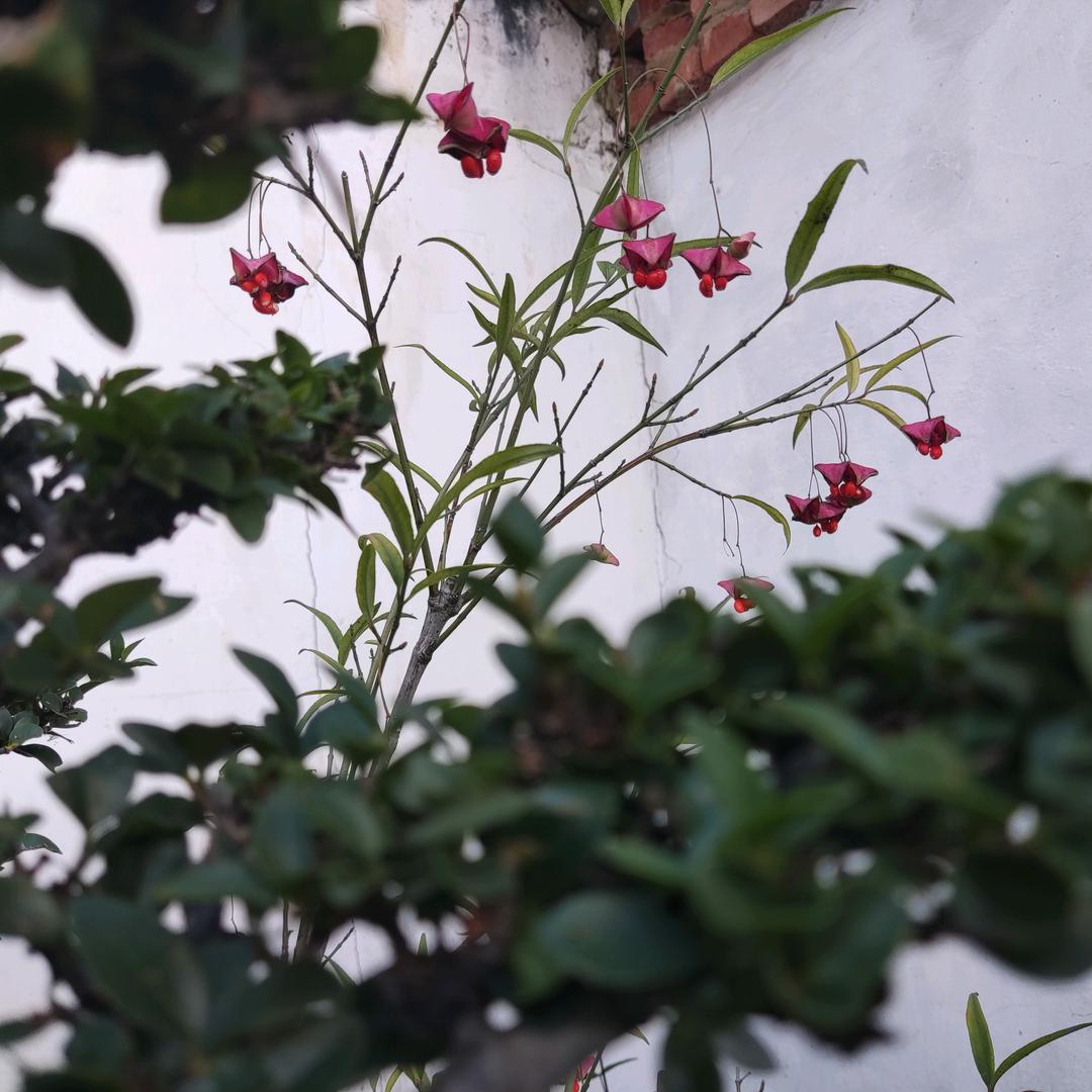 显微镜下看爱情