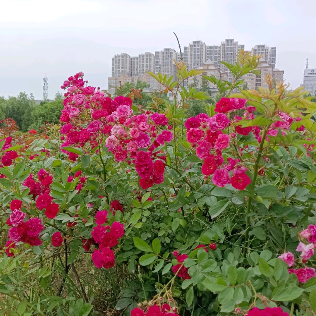红菊花