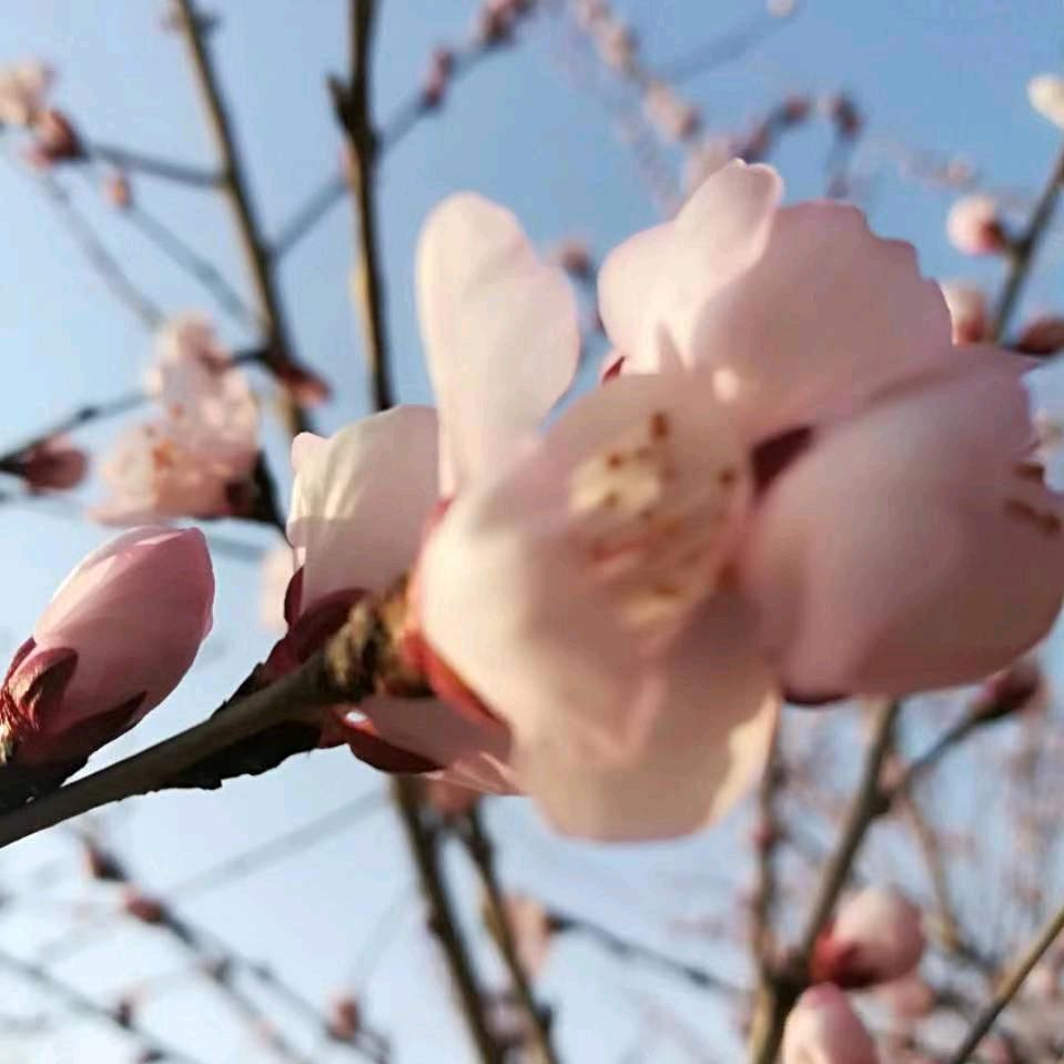 老支～晓军清真涮羊肉