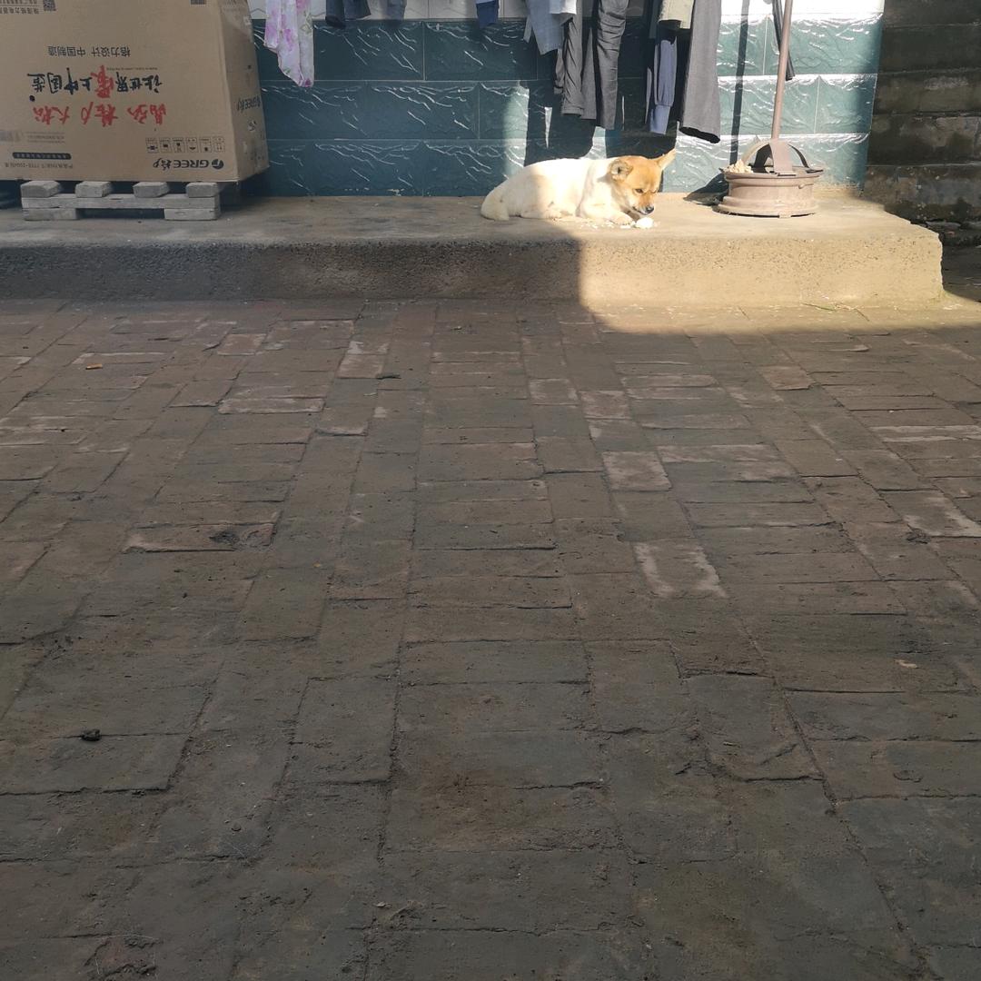 糊涂虫
