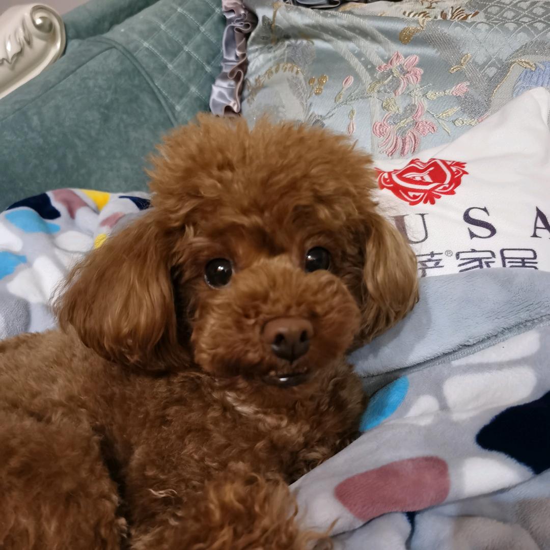 伊