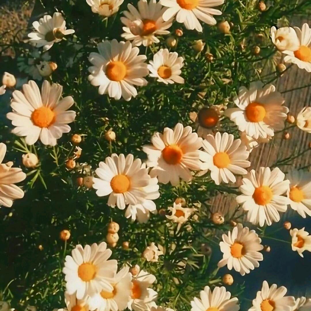 🌺开心💐每一天🌹