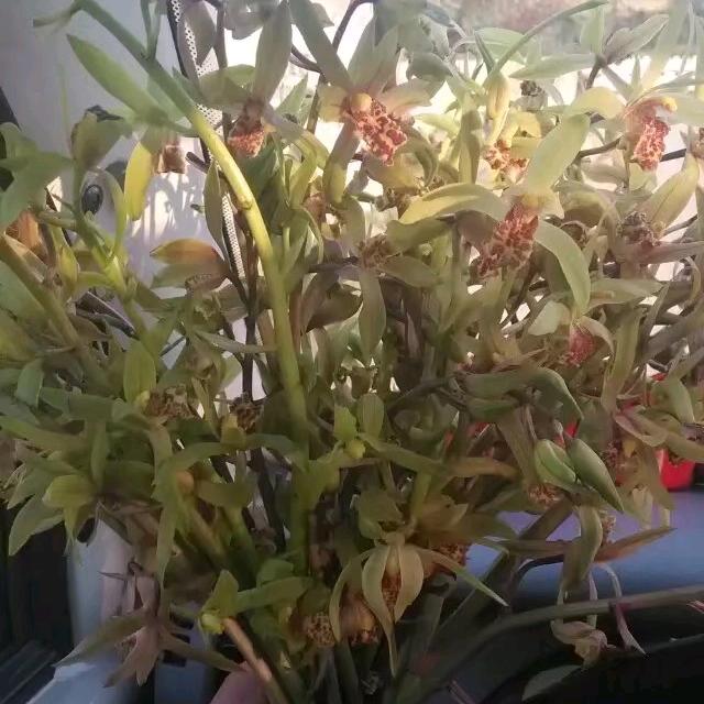 尘  埃