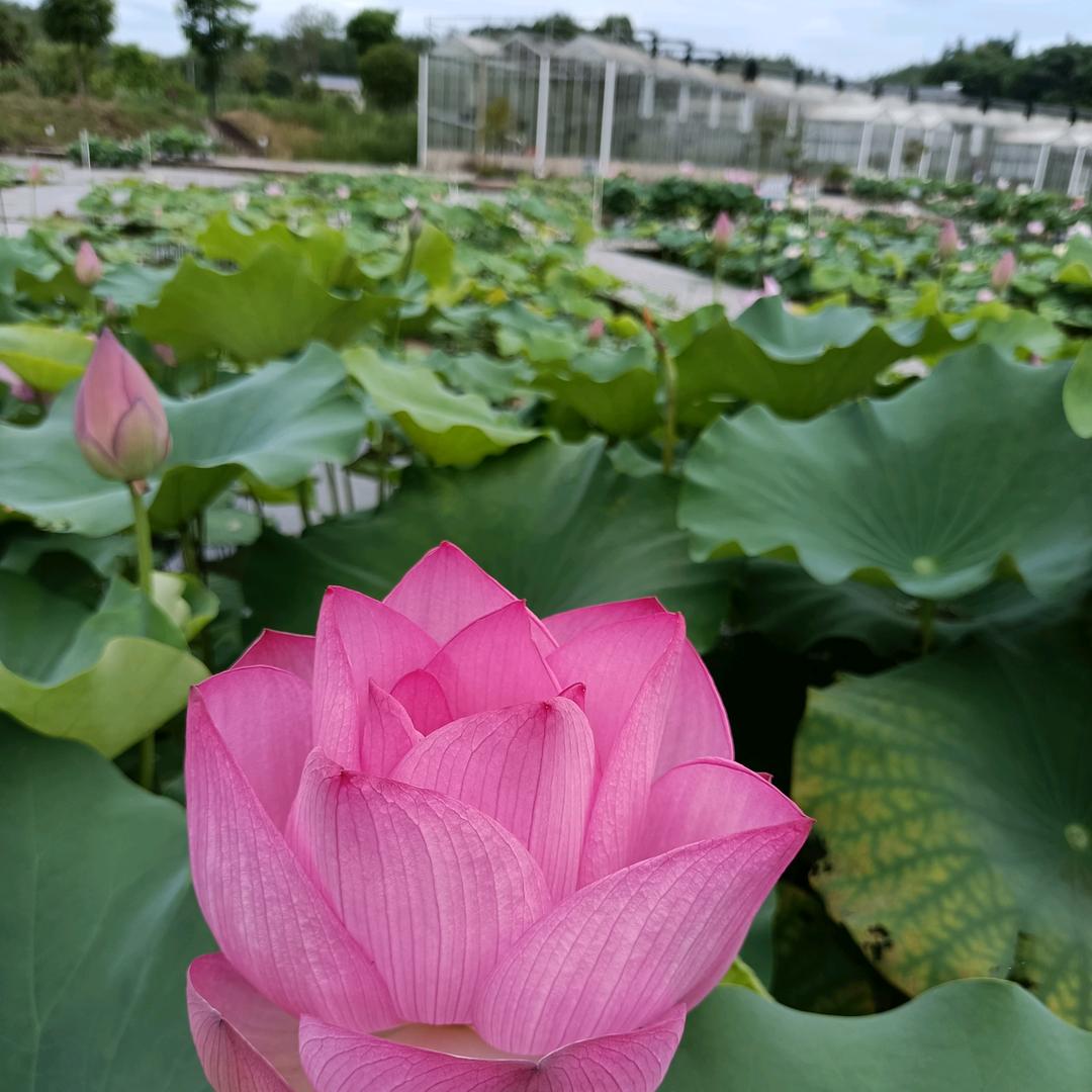 旋律