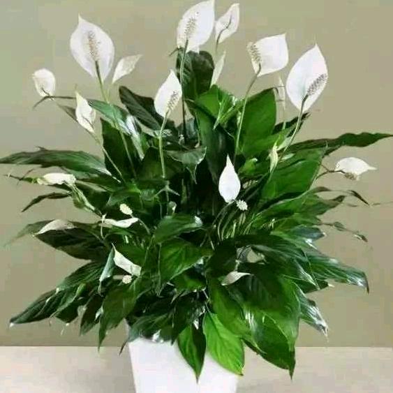 一帘幽梦