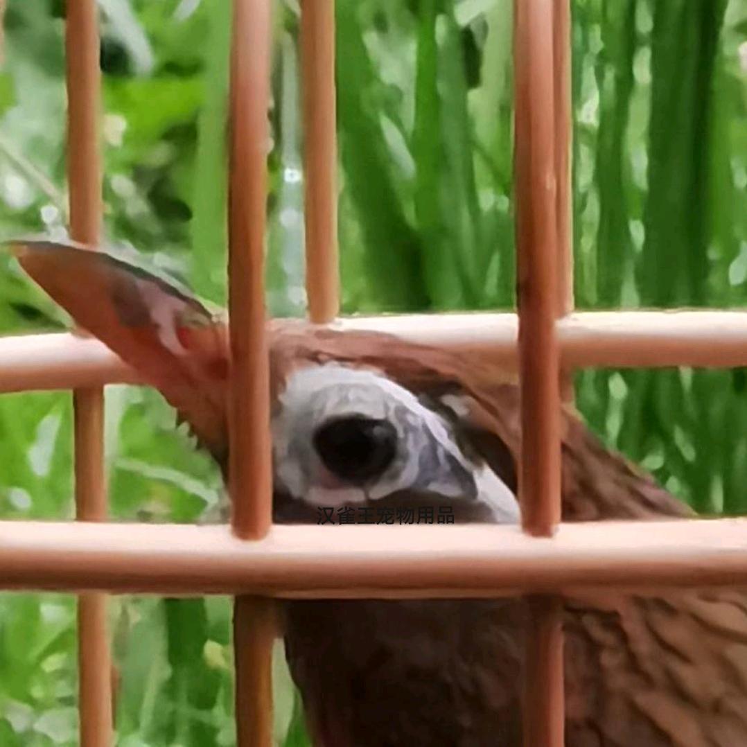 —闲人