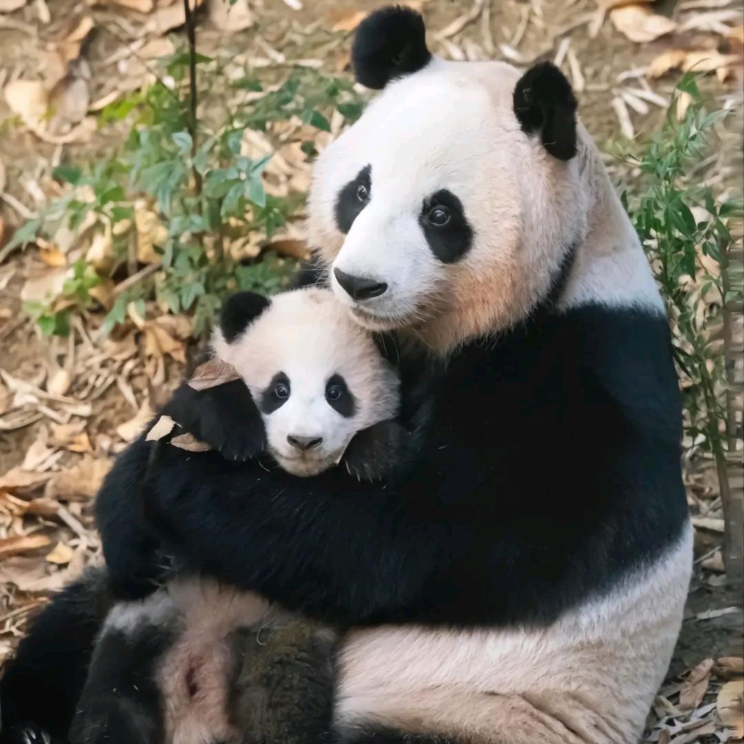丽华