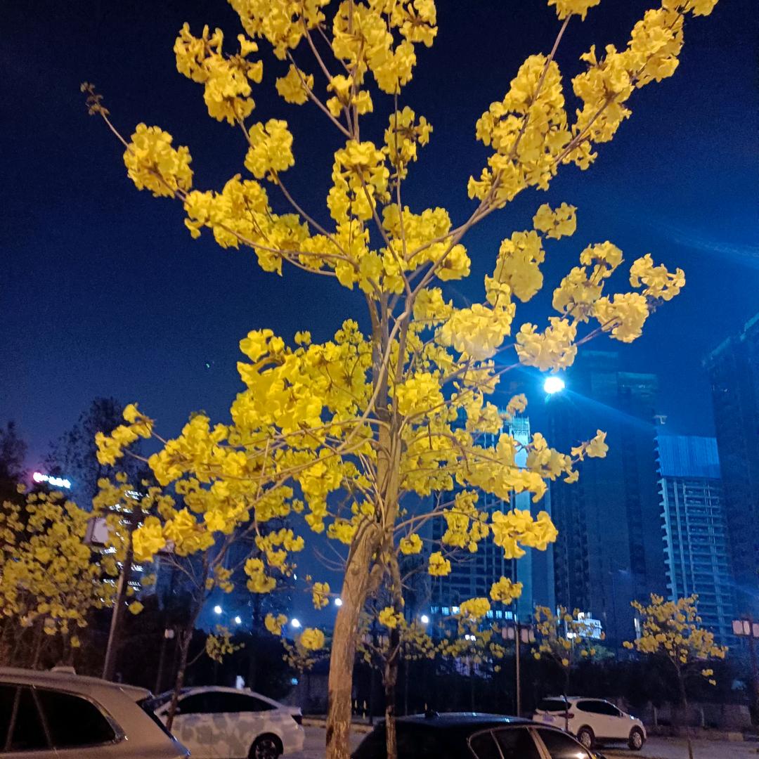 兰花
