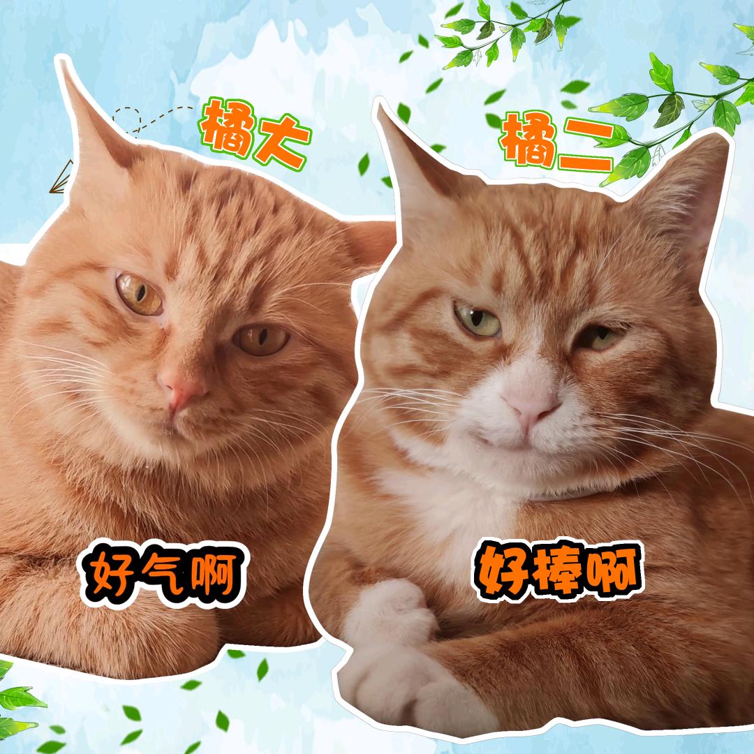 橘大橘二