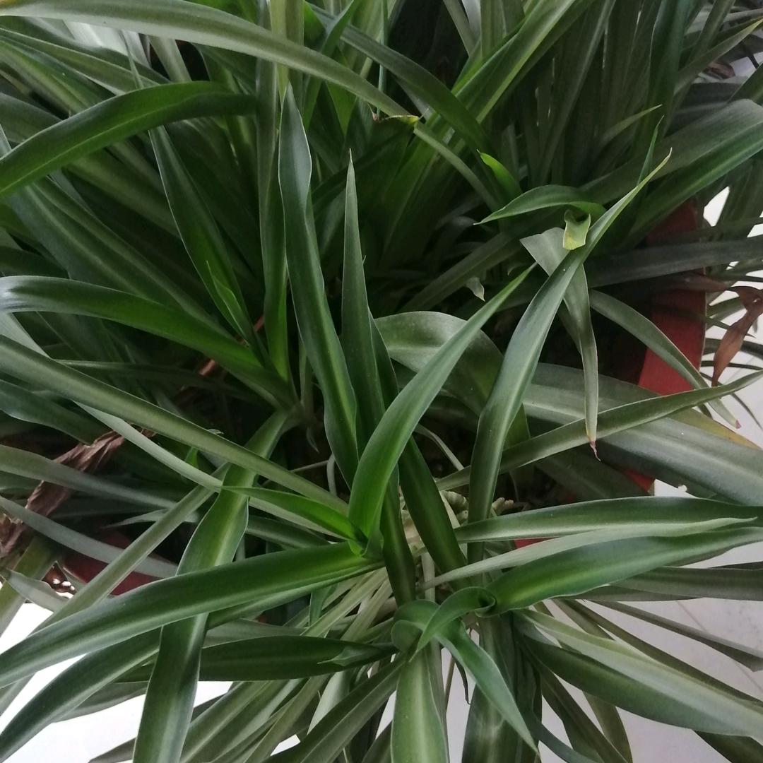 庆明