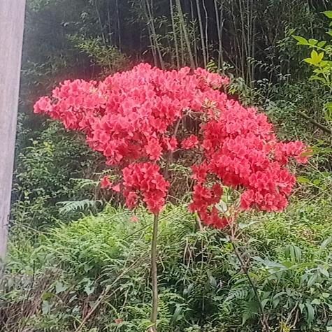 观山湖区铭博花艺店