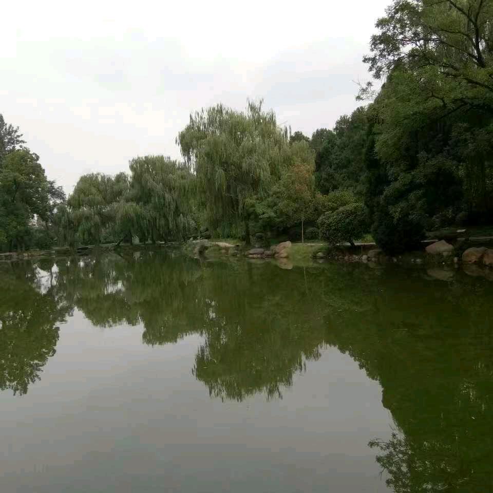 蚂蚁的选择