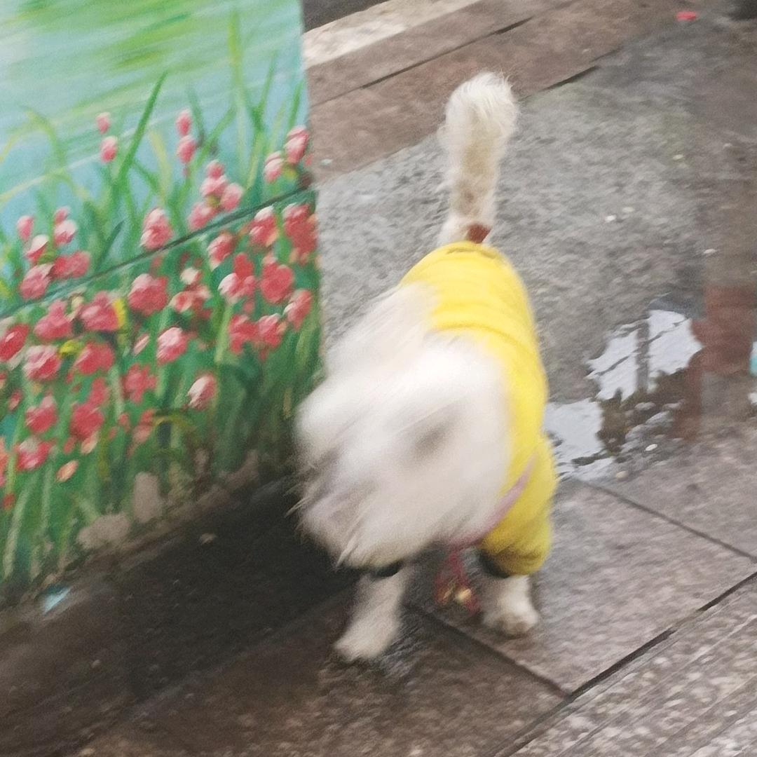 猪豆丝丝