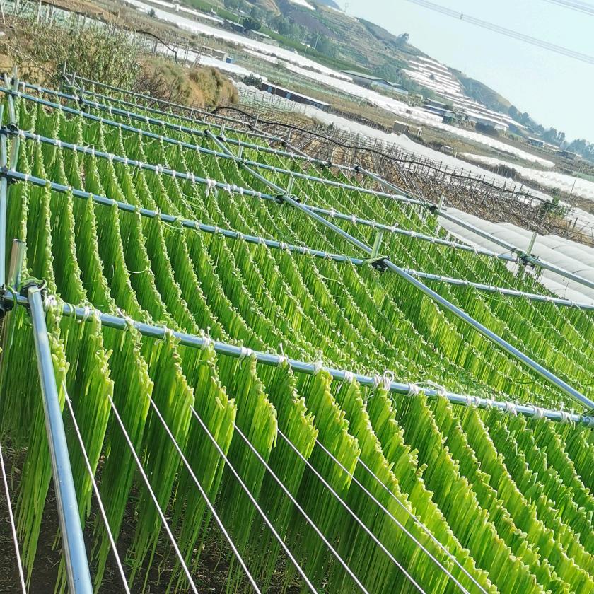 楚雄市农丰种植专业合作社