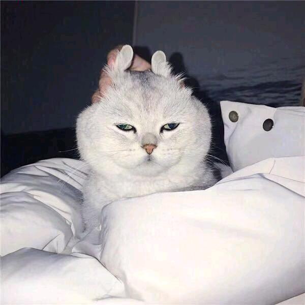 看十秒就困