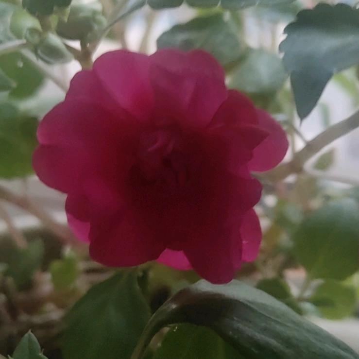 农业大棚卷帘机