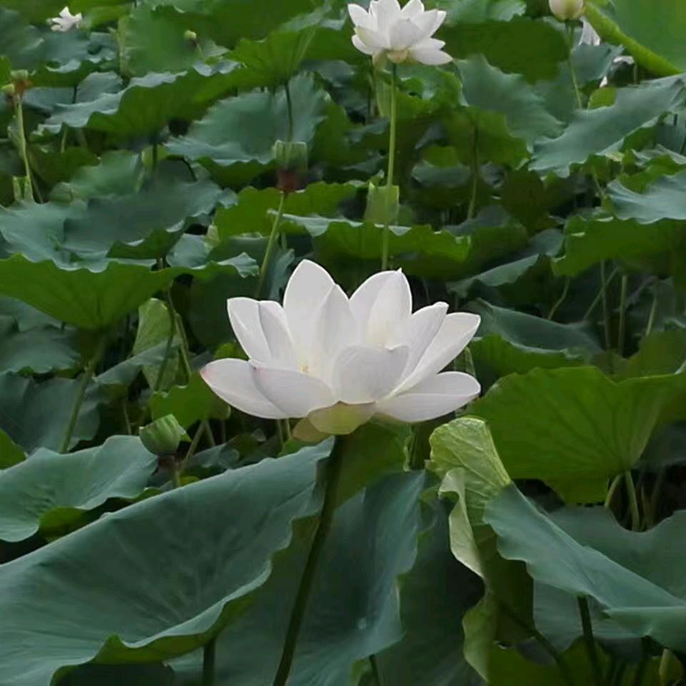春花秋实