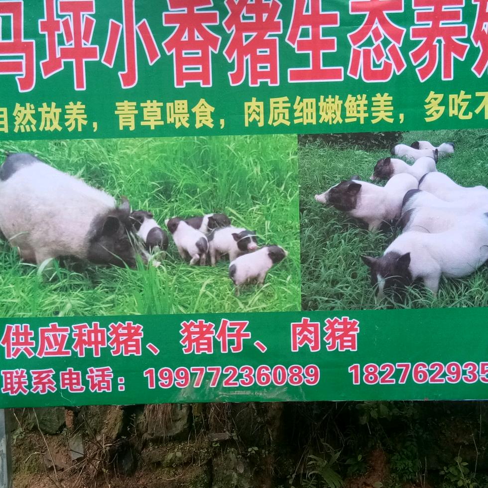 小香猪猪肉佬