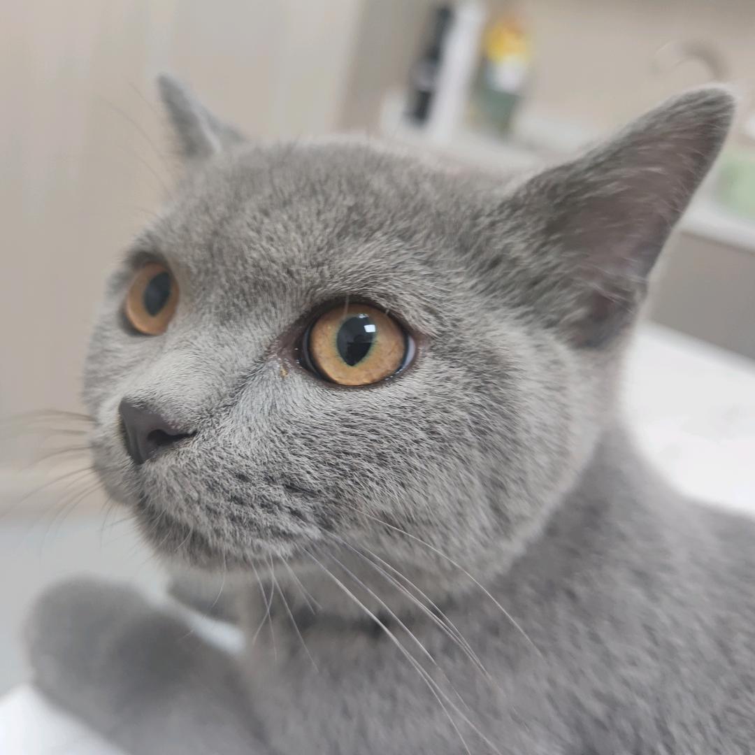 嘟嘟蓝猫