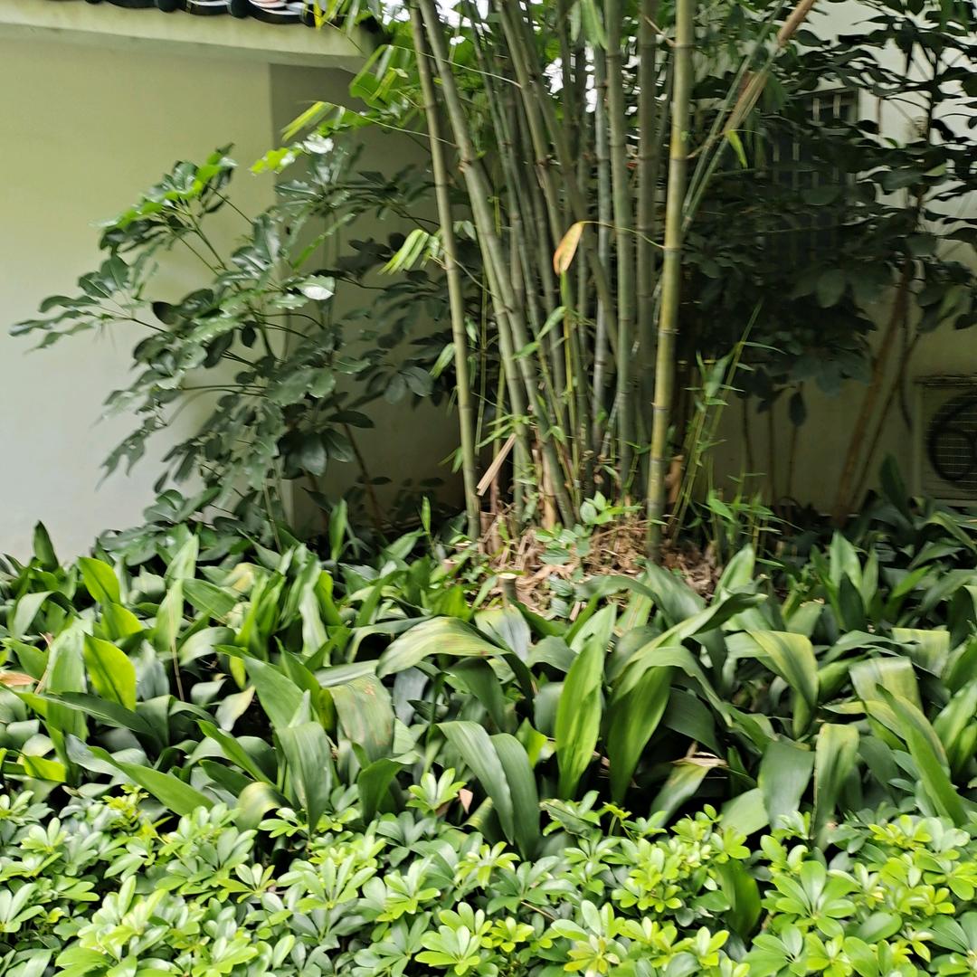 初月