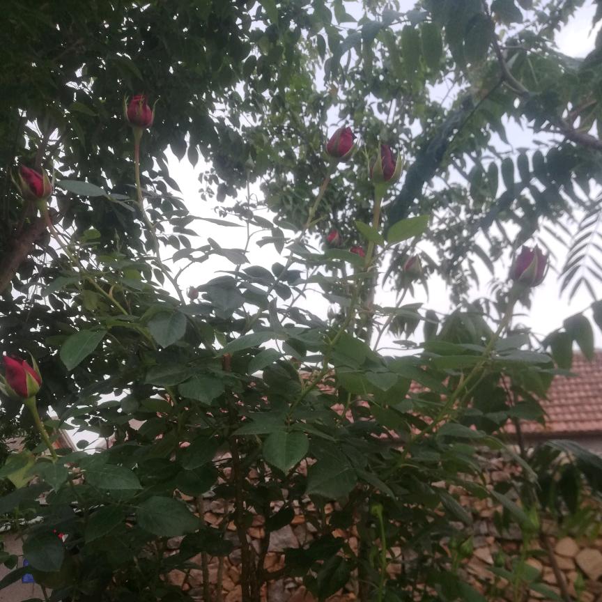 🌹一棵玫瑰🌹