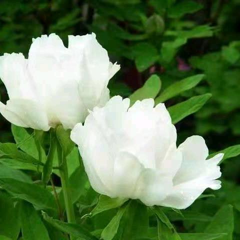 (✧∇✧）耶啵的有钱哥哥是xz.Ꮤ.