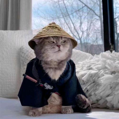 人间小睡神
