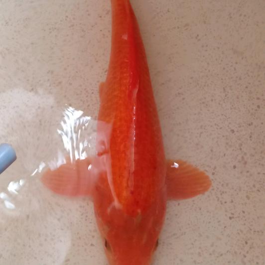 麻金鱼