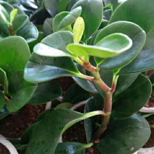 用户陌生人9881489725119