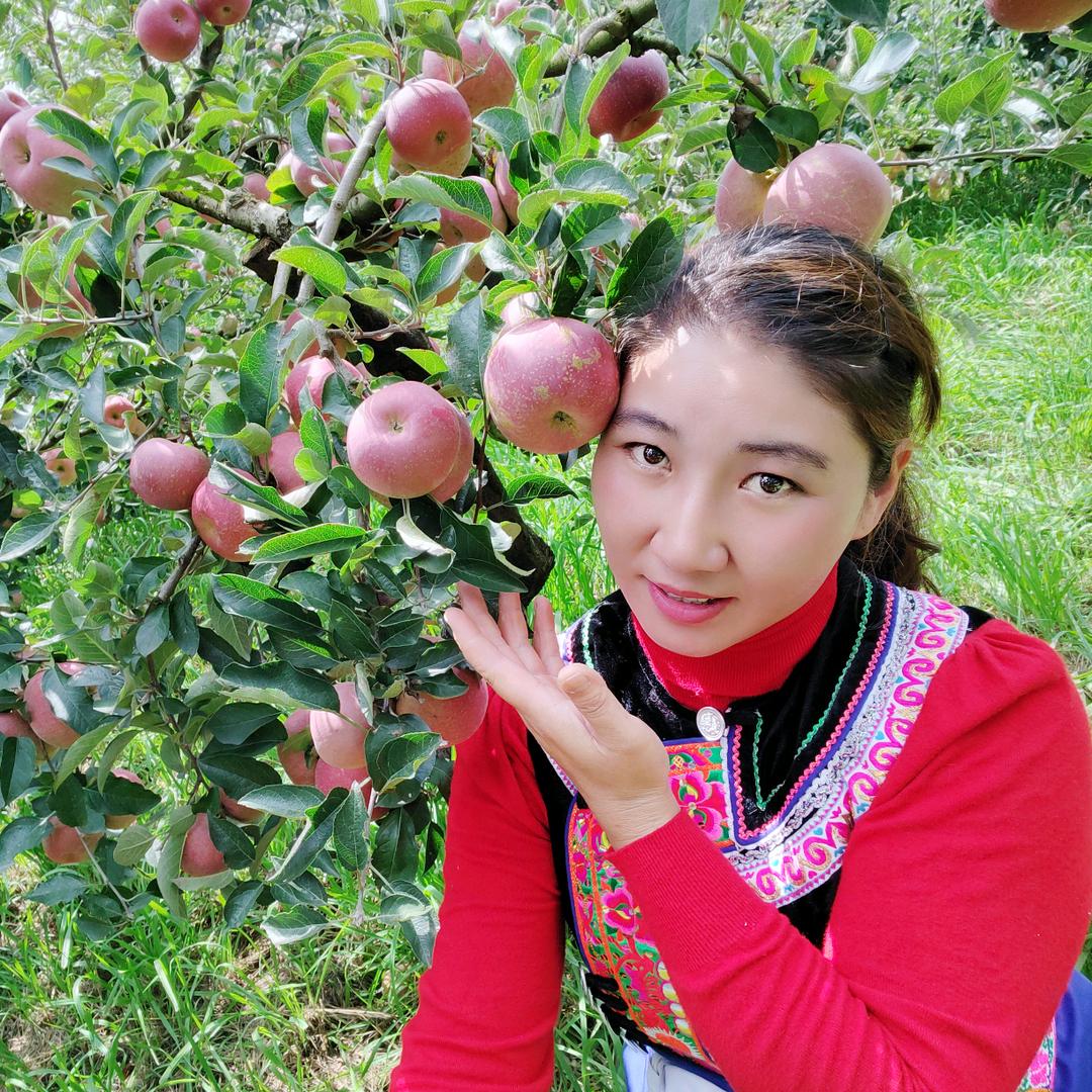 团结小村果园山顶苹果种植直销