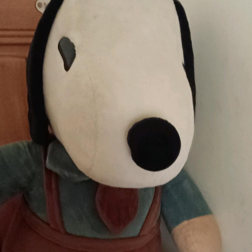 黑玫瑰。