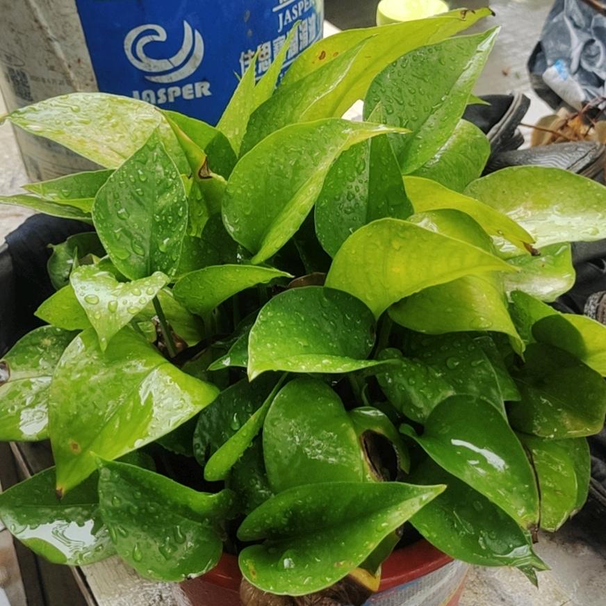 雨航