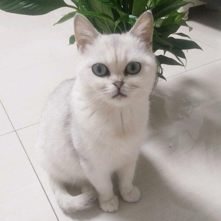 加菲猫