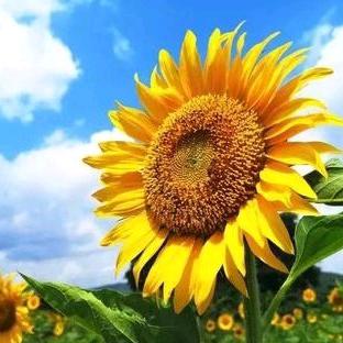 鑫之可（大鑫珠宝二店）