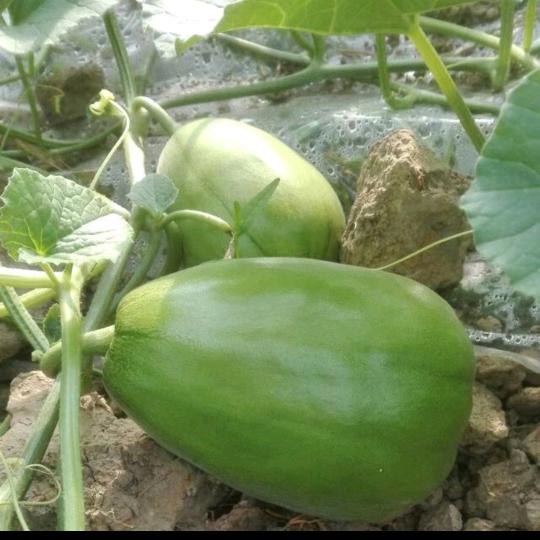 邱先生的雪梨瓜