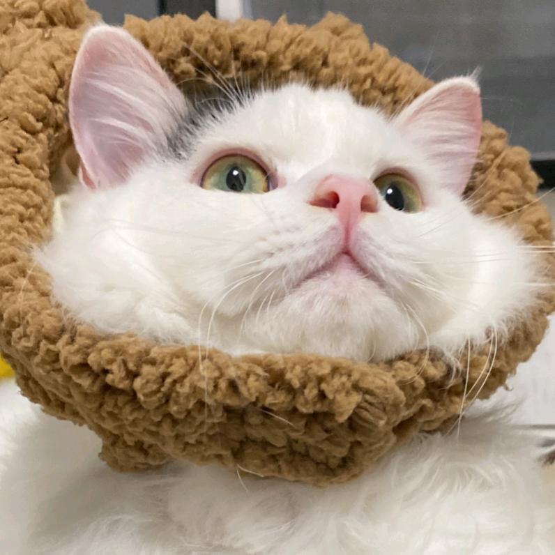 不会感冒的布丁